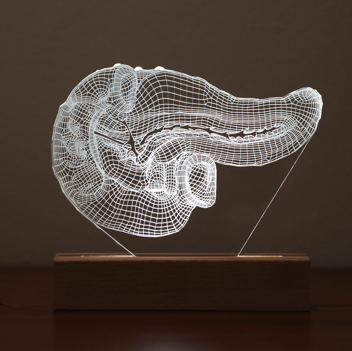 3D illusion lamp featuring a detailed human pancreas anatomy design, illuminated in a white tone, perfect as a unique and thoughtful gift for endocrinologists, gastroenterologists, or medical professionals specializing in pancreatic health.