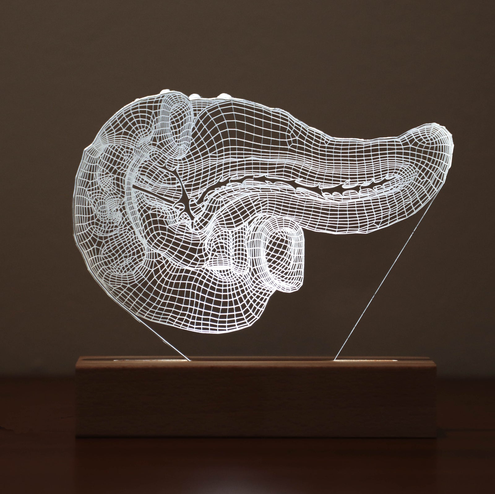 3D illusion lamp featuring a detailed human pancreas anatomy design, illuminated in a white tone, perfect as a unique and thoughtful gift for endocrinologists, gastroenterologists, or medical professionals specializing in pancreatic health.