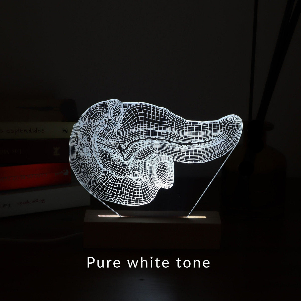 3D illusion lamp featuring a detailed human pancreas anatomy design, illuminated in a white tone, perfect as a unique and thoughtful gift for endocrinologists, gastroenterologists, or medical professionals specializing in pancreatic health.