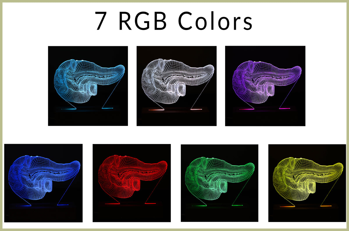 3D illusion lamp featuring a detailed human pancreas anatomy design, illuminated in a white tone, perfect as a unique and thoughtful gift for endocrinologists, gastroenterologists, or medical professionals specializing in pancreatic health.