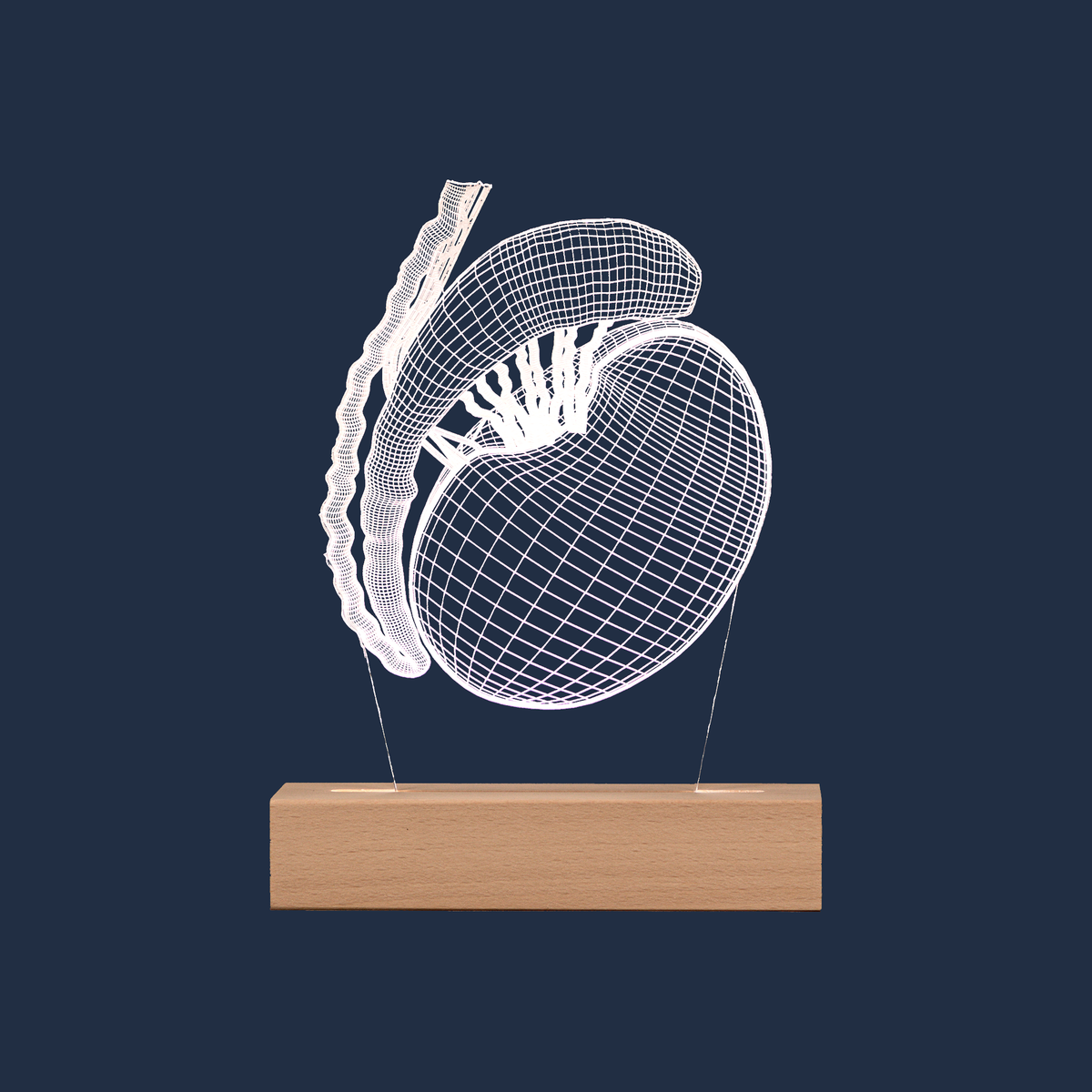 Testicle LED lamp on a plain background