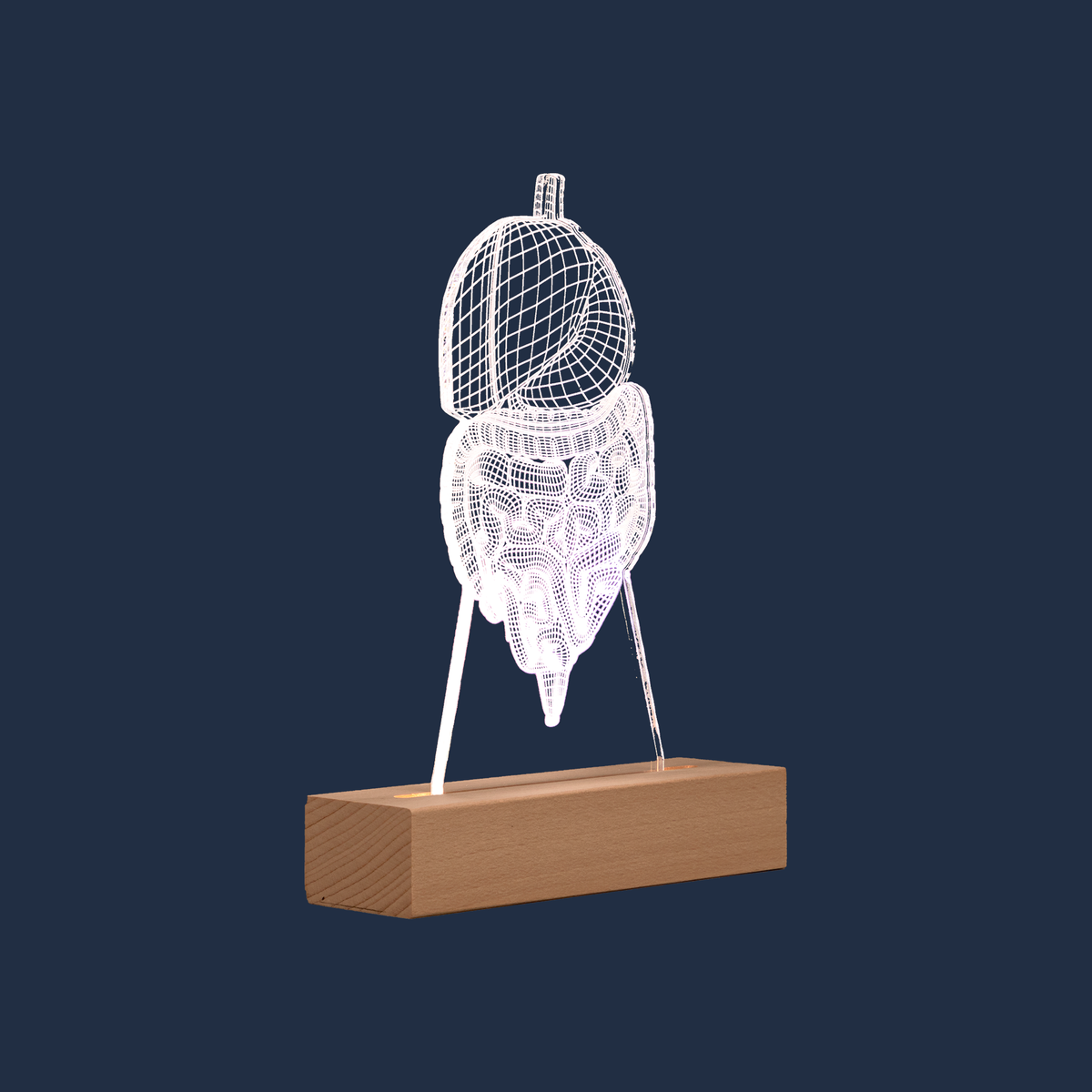 Side profile view of the Digestive System LED lamp