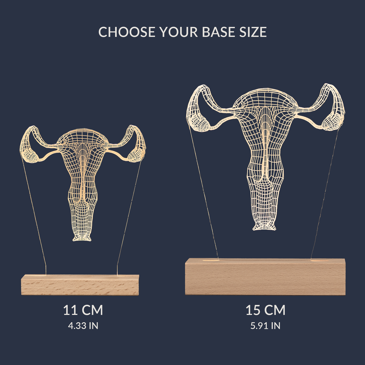 Size comparison chart for the Reproductive System LED lamp