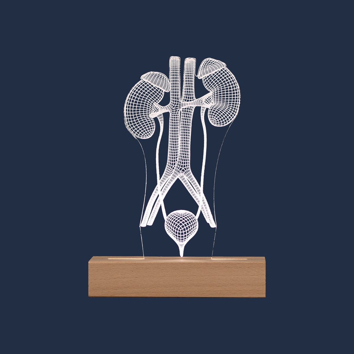 Urinary System LED lamp on a plain background