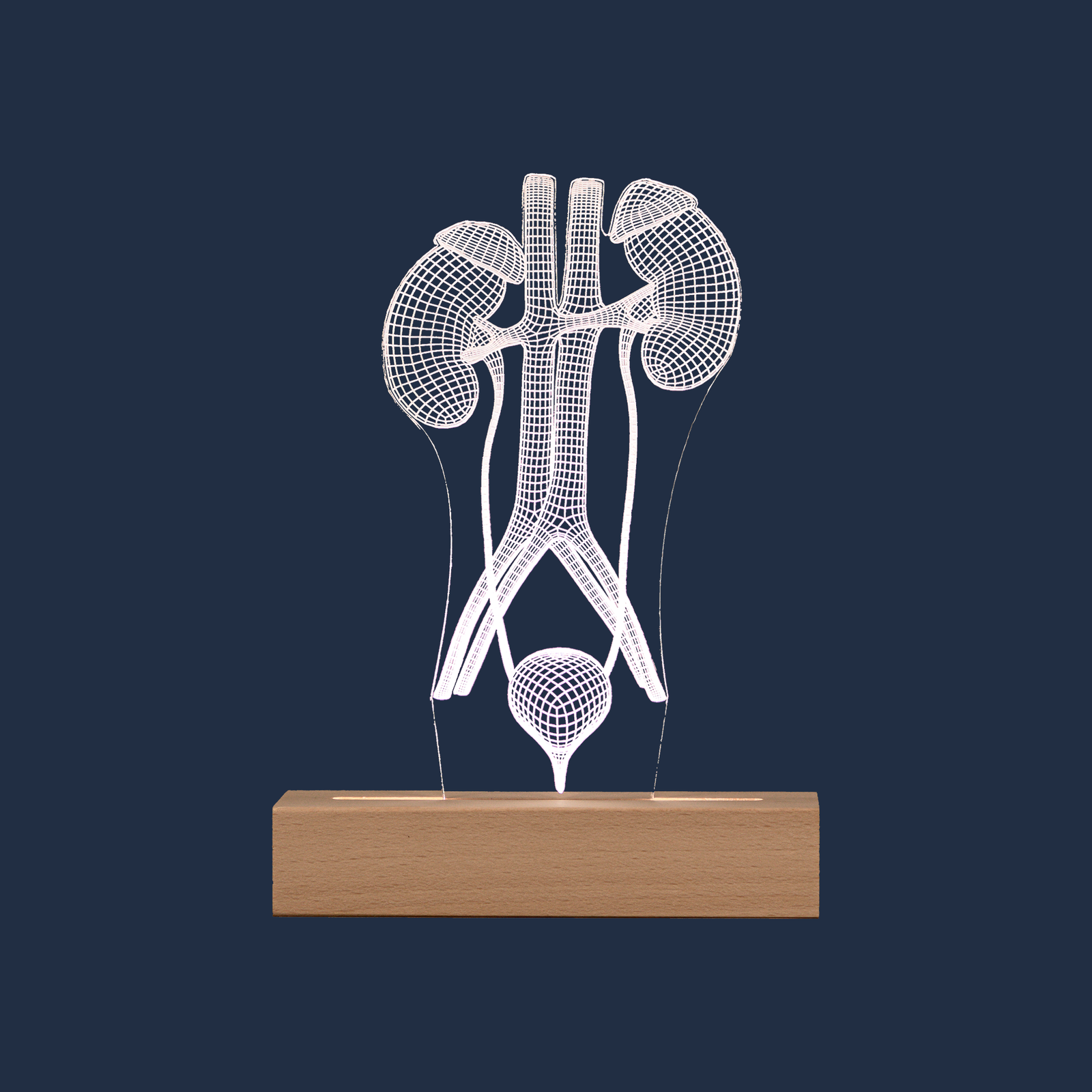 Urinary System LED lamp on a plain background