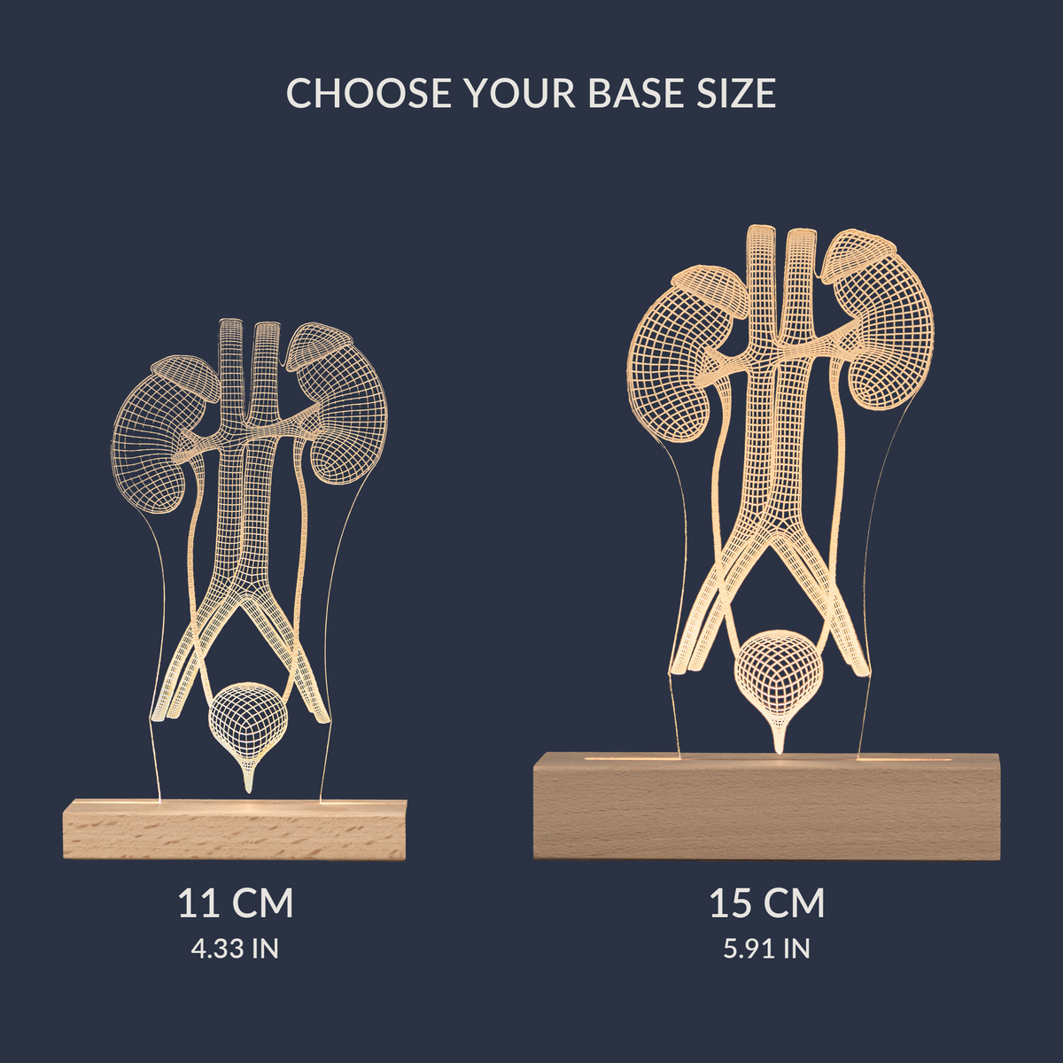 Size comparison chart for the Urinary System LED lamp