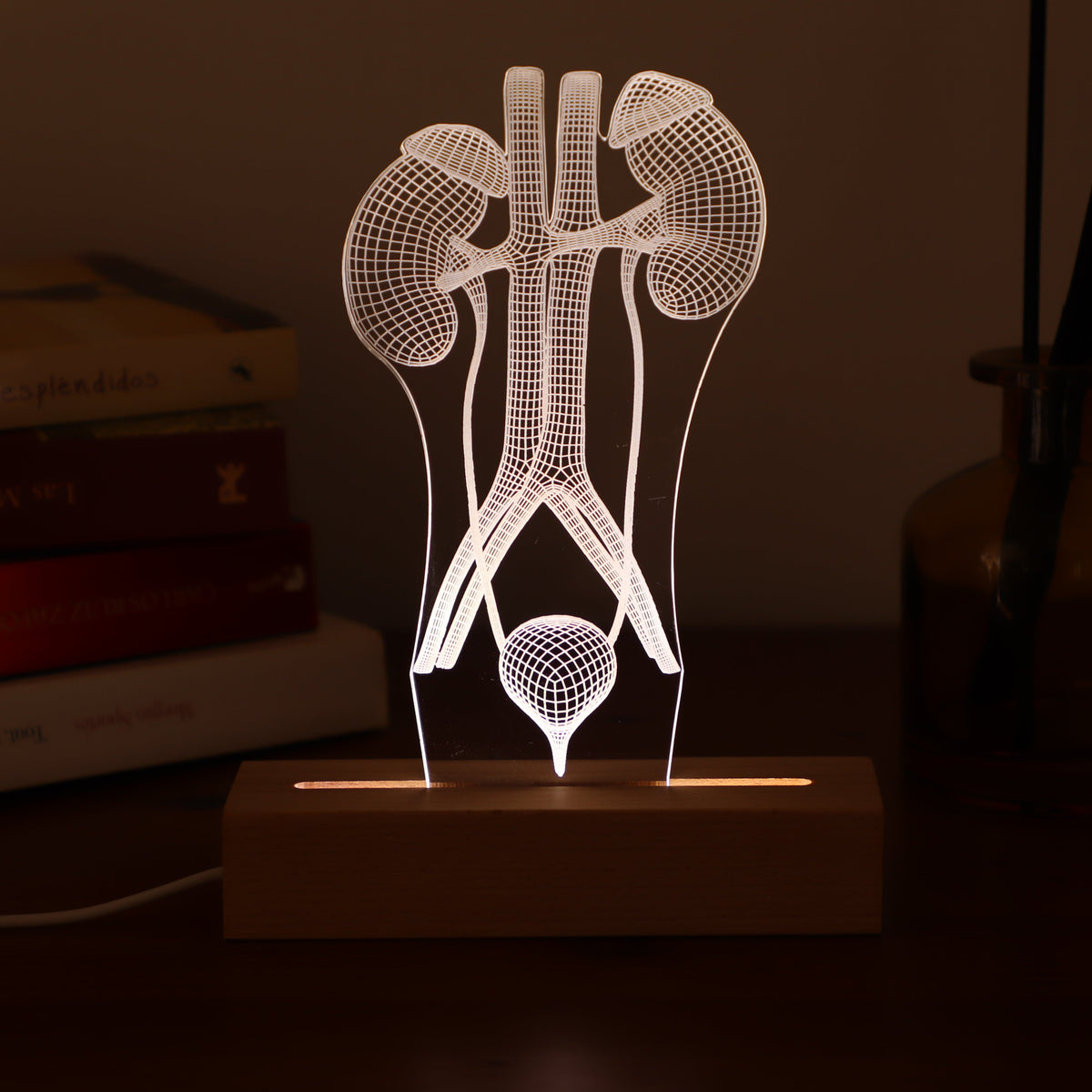 3D illusion lamp featuring a detailed human urinary system anatomy design, illuminated in a white tone, perfect as a unique and thoughtful gift for urologists or medical professionals specializing in urinary health.