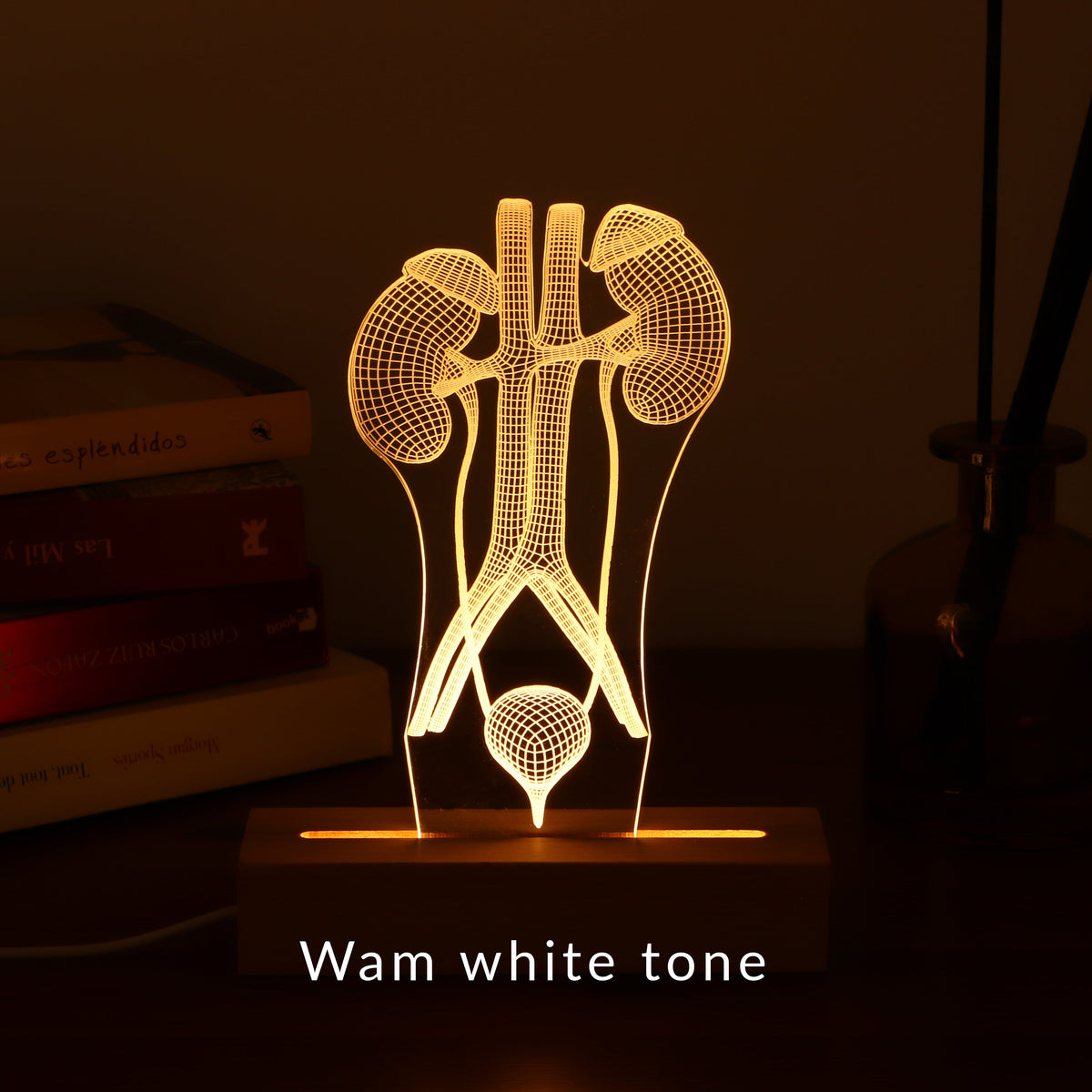 3D illusion lamp featuring a detailed human urinary system anatomy design, illuminated in a warm white tone, perfect as a unique and thoughtful gift for urologists or medical professionals specializing in urinary health.