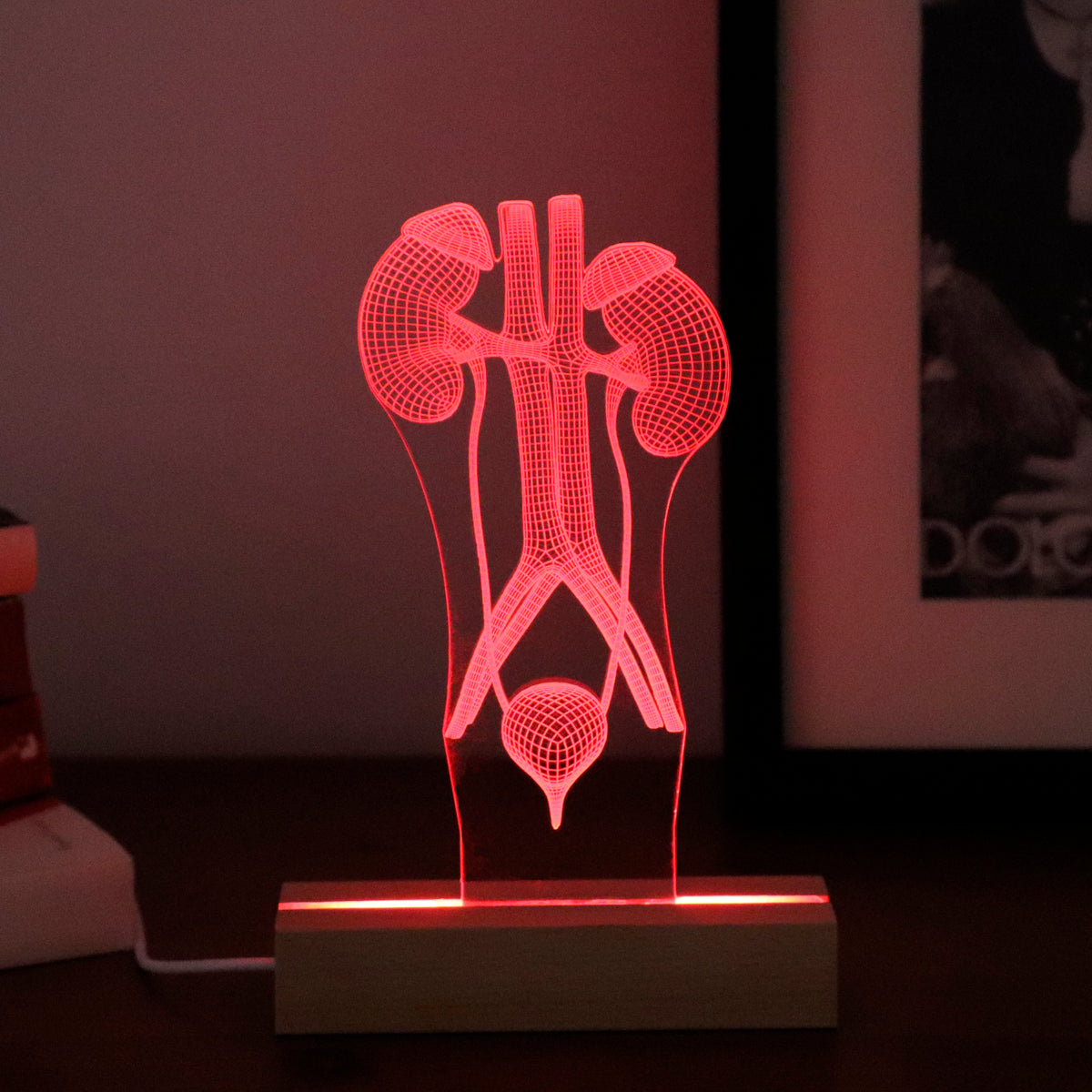 3D illusion lamp featuring a detailed human urinary system anatomy design, illuminated in a red tone, perfect as a unique and thoughtful gift for urologists or medical professionals specializing in urinary health.