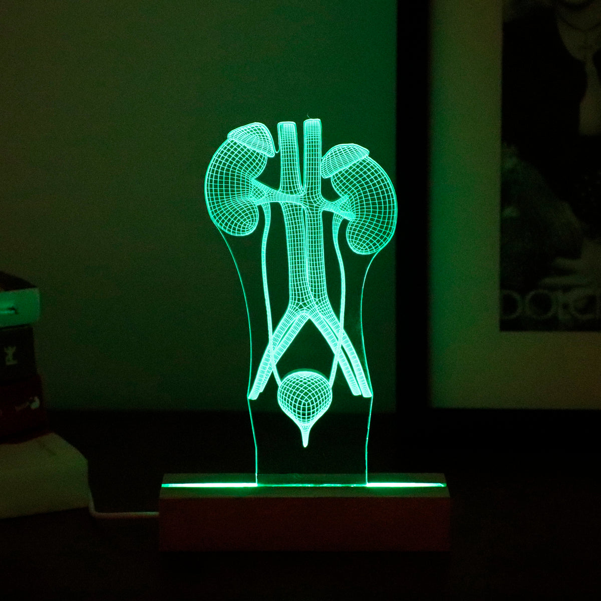 3D illusion lamp featuring a detailed human urinary system anatomy design, illuminated in a green tone, perfect as a unique and thoughtful gift for urologists or medical professionals specializing in urinary health.