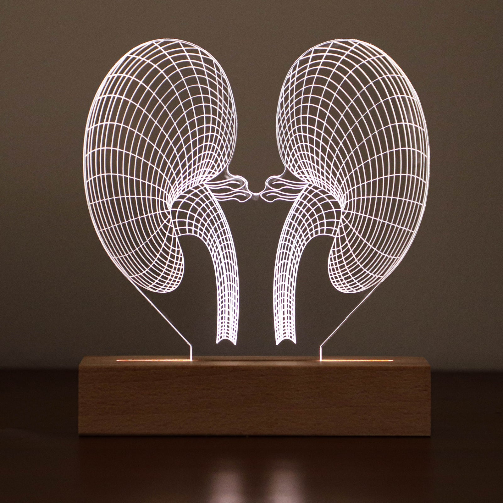 D illusion lamp featuring a detailed human kidney anatomy design, illuminated in a warm white tone, perfect as a unique and thoughtful gift for nephrologists or medical professionals specializing in kidney health.