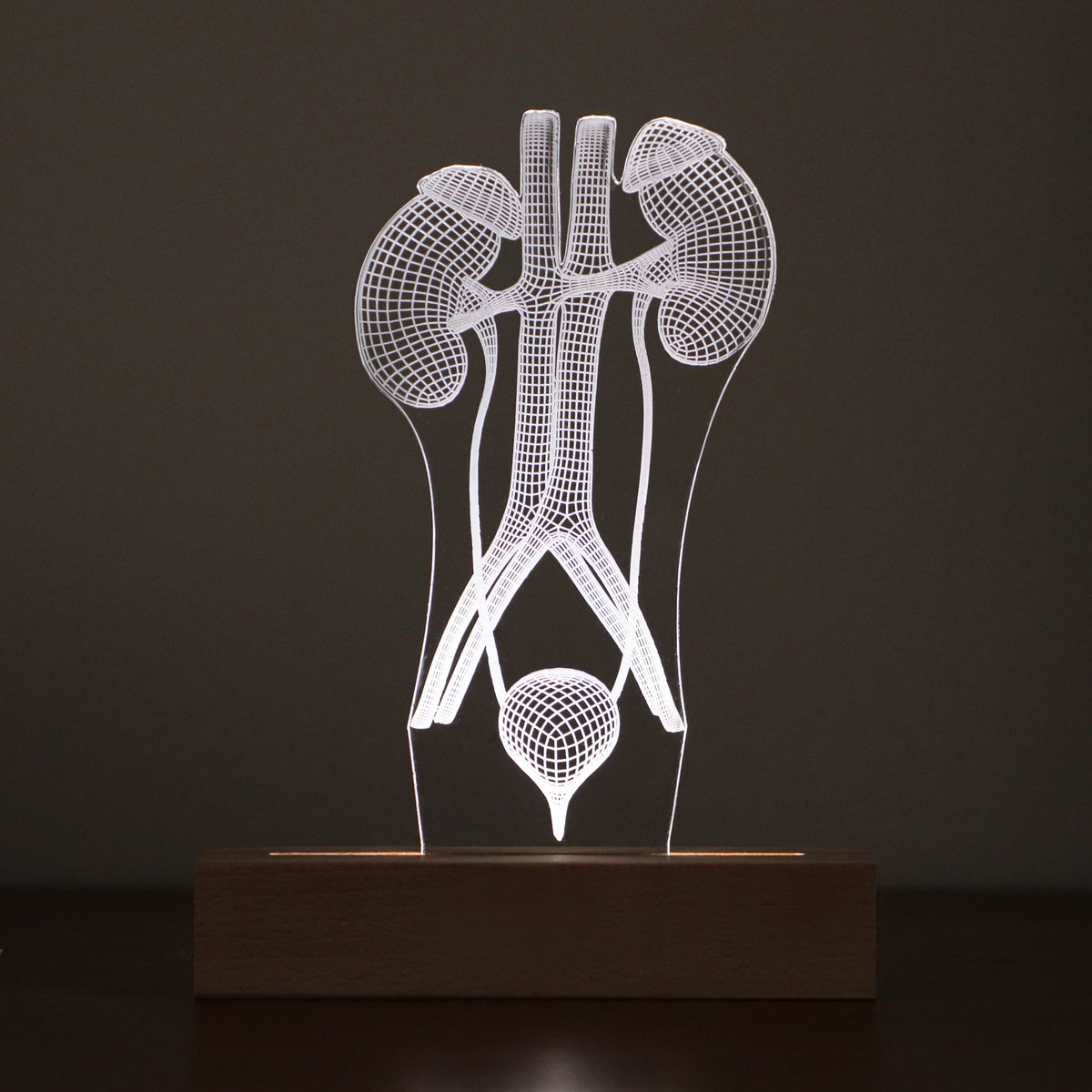 3D illusion lamp featuring a detailed human urinary system anatomy design, illuminated in a warm white tone, perfect as a unique and thoughtful gift for urologists or medical professionals specializing in urinary health.