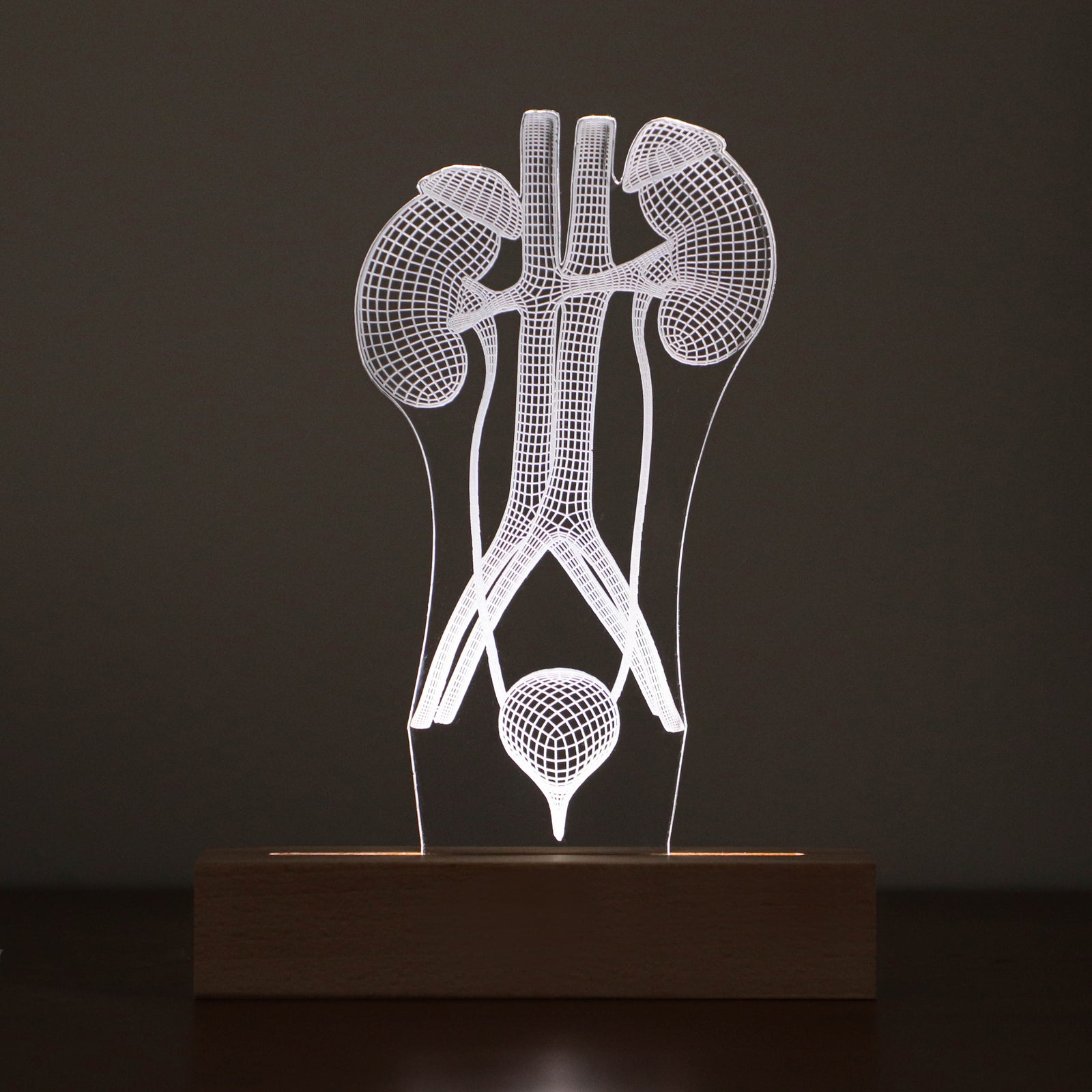 3D illusion lamp featuring a detailed human urinary system anatomy design, illuminated in a warm white tone, perfect as a unique and thoughtful gift for urologists or medical professionals specializing in urinary health.