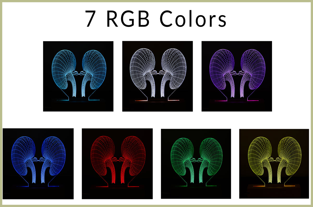 D illusion lamp featuring a detailed human kidney anatomy design, illuminated in a warm white tone, perfect as a unique and thoughtful gift for nephrologists or medical professionals specializing in kidney health.