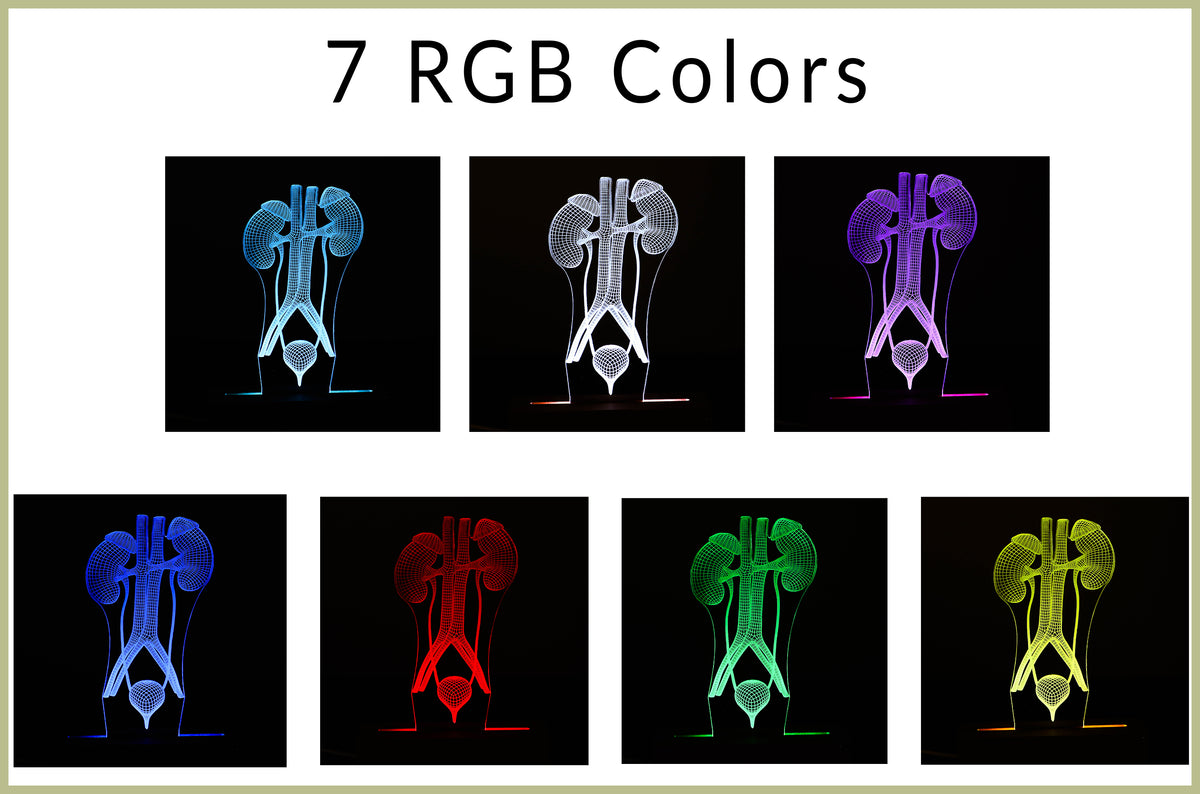 3D illusion lamp featuring a detailed human urinary system anatomy design, illuminated in a warm white tone, perfect as a unique and thoughtful gift for urologists or medical professionals specializing in urinary health.